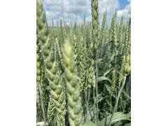 Фото 1 Семена пшеницы озимой  Алексеич, Ахмат, Безостая, г.Зерноград 2021